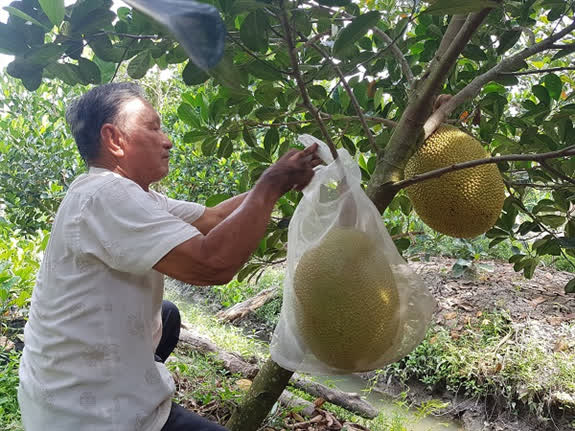 Hậu Giang: Một ông nông dân trồng mít lạ, trái to bự, lãi hơn nửa tỷ mỗi năm, nhiều người muốn đến xem - Ảnh 1.