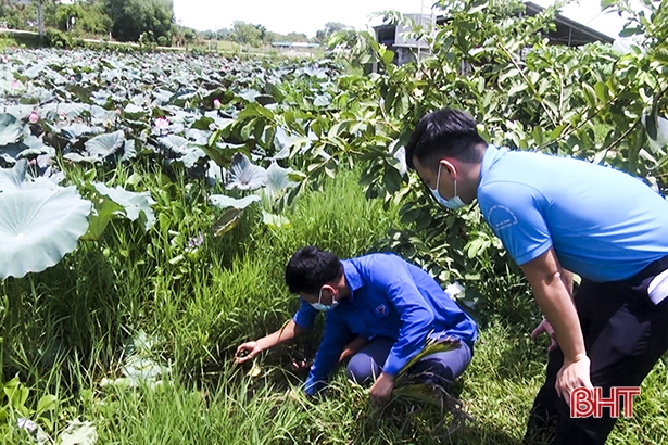 Hà Tĩnh: Nuôi ốc bươu đen la liệt dưới ao bèo, sau 5 tháng thả trai làng thu cả trăm triệu - Ảnh 1.