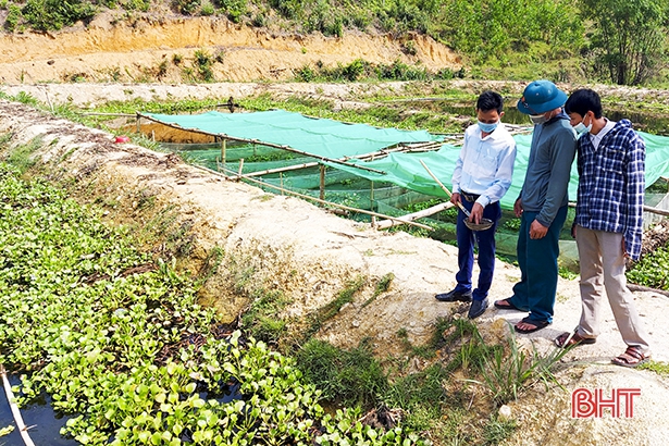 Hà Tĩnh: Nuôi ốc bươu đen la liệt dưới ao bèo, sau 5 tháng thả trai làng thu cả trăm triệu - Ảnh 4.