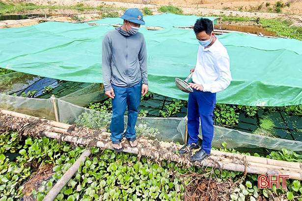 Hà Tĩnh: Nuôi ốc bươu đen la liệt dưới ao bèo, sau 5 tháng thả trai làng thu cả trăm triệu - Ảnh 5.