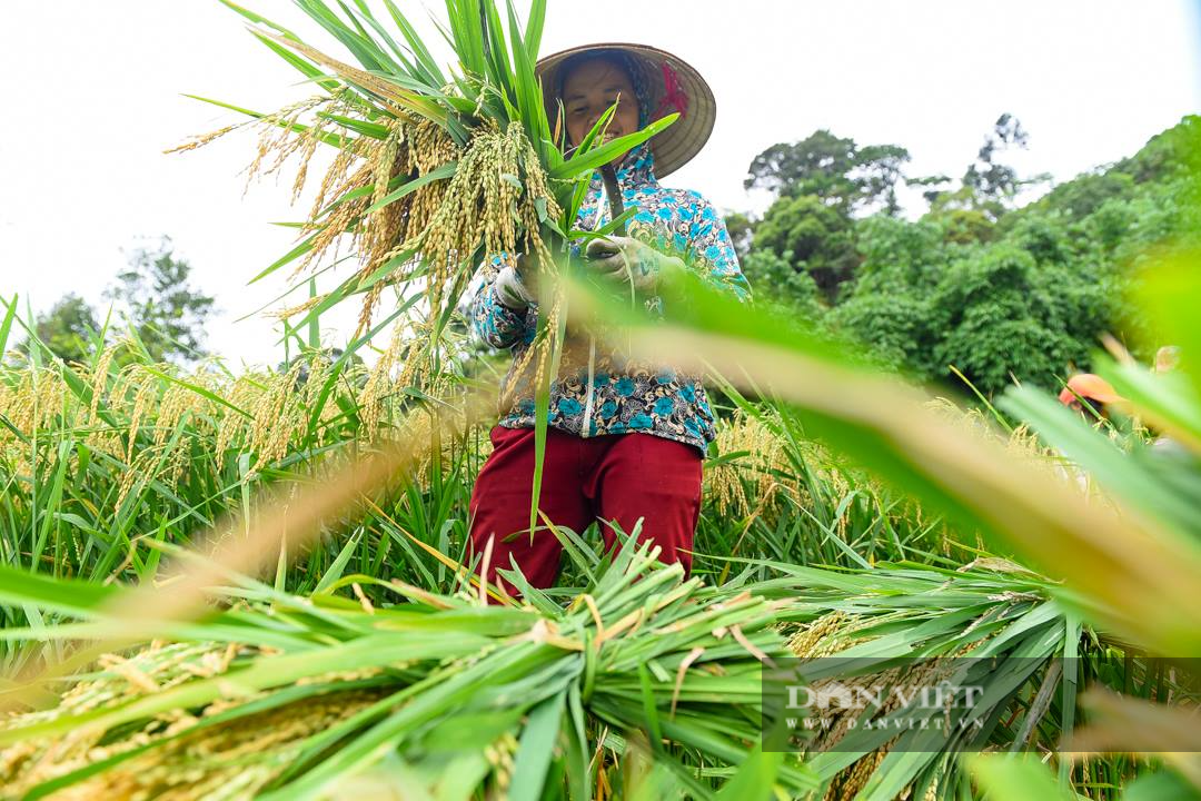 Thanh Hóa: Người dân vùng giãn cách xã hội muốn đi gặt lúa cần lưu ý những gì - Ảnh 3.