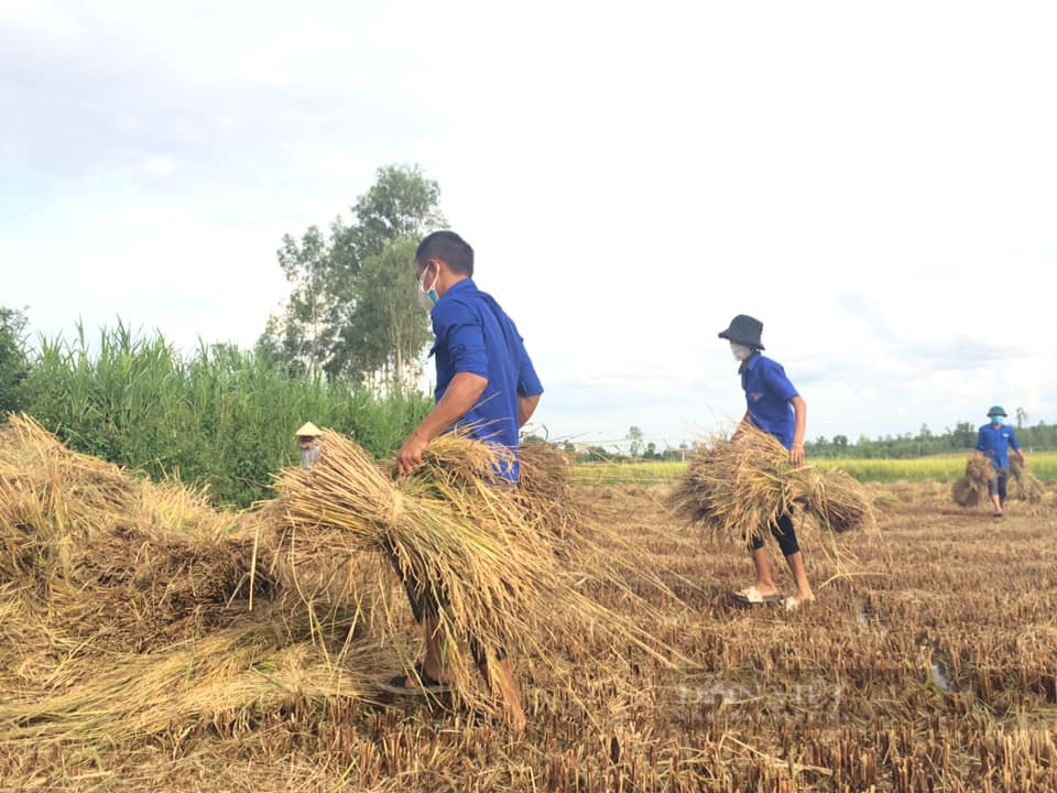 Ra đồng gặt lúa giúp nông dân vùng giãn cách - Ảnh 2.