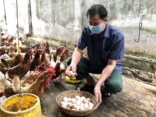 Chi tiết với hơn 66 về mô hình nuôi gà ai cập thả vườn mới nhất  Tin học  Đông Hòa