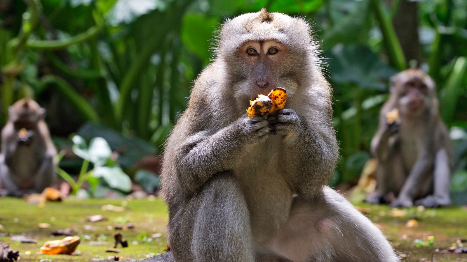 Hãy xem bức ảnh về Khỉ đột đáng yêu này, chúng sẽ khiến bạn cảm thấy vui vẻ và thư giãn. Khỉ đột là loài động vật rất thông minh và nghịch ngợm, chắc chắn sẽ khiến bạn cười thích thú.