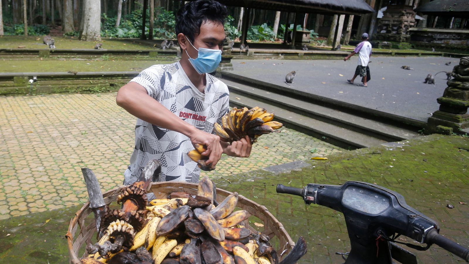 Khỉ Bali đột nhập vào nhà người dân do dịch Covid-19 - Ảnh 2.