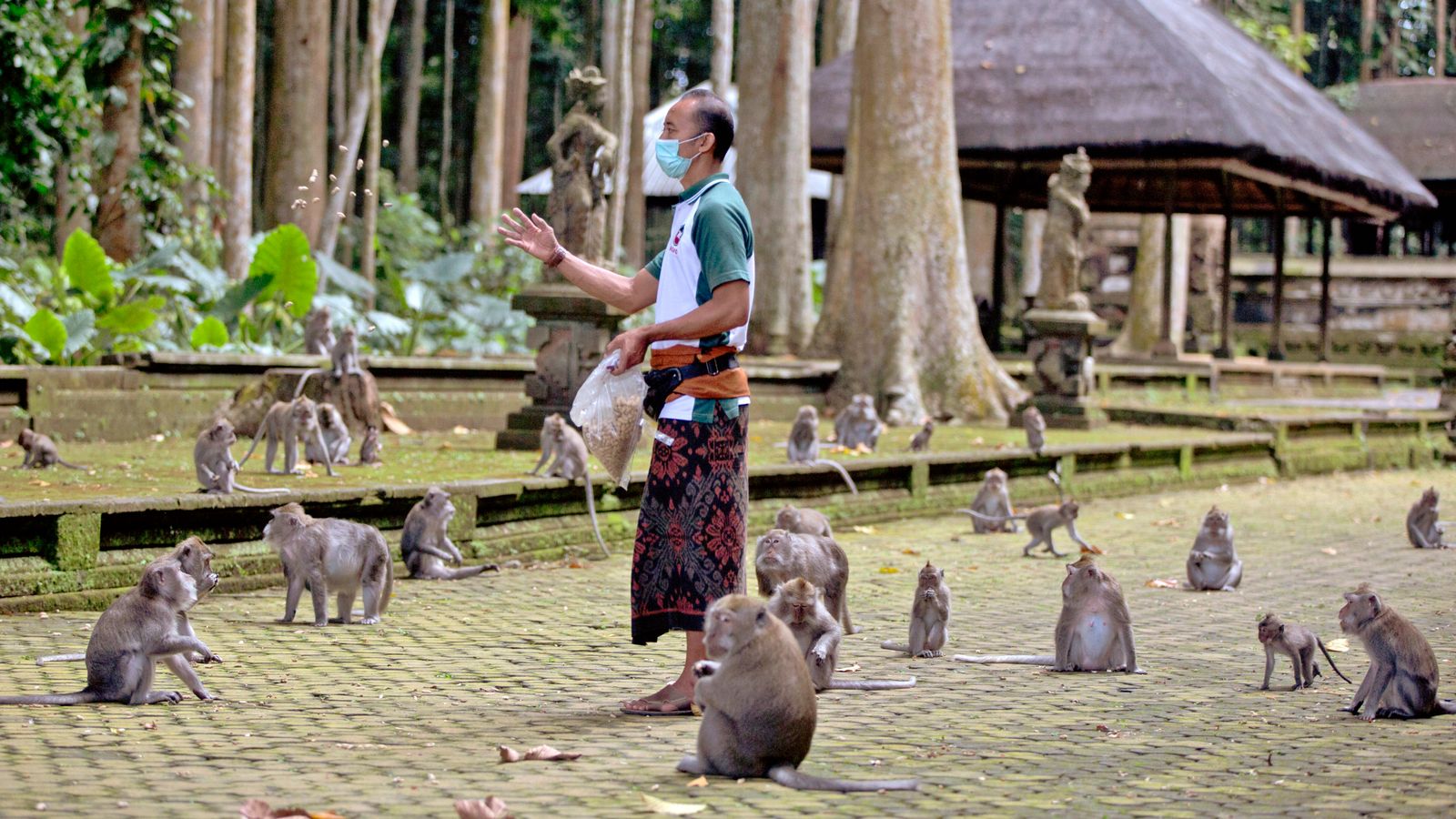 Khỉ Bali đột nhập vào nhà người dân do dịch Covid-19 - Ảnh 5.