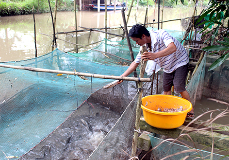 Hậu Giang: Nuôi cá lóc trong vèo, thò tay xuống cho ăn cá nhảy rô rố, anh nông dân bán cho ai với giá cao? - Ảnh 1.