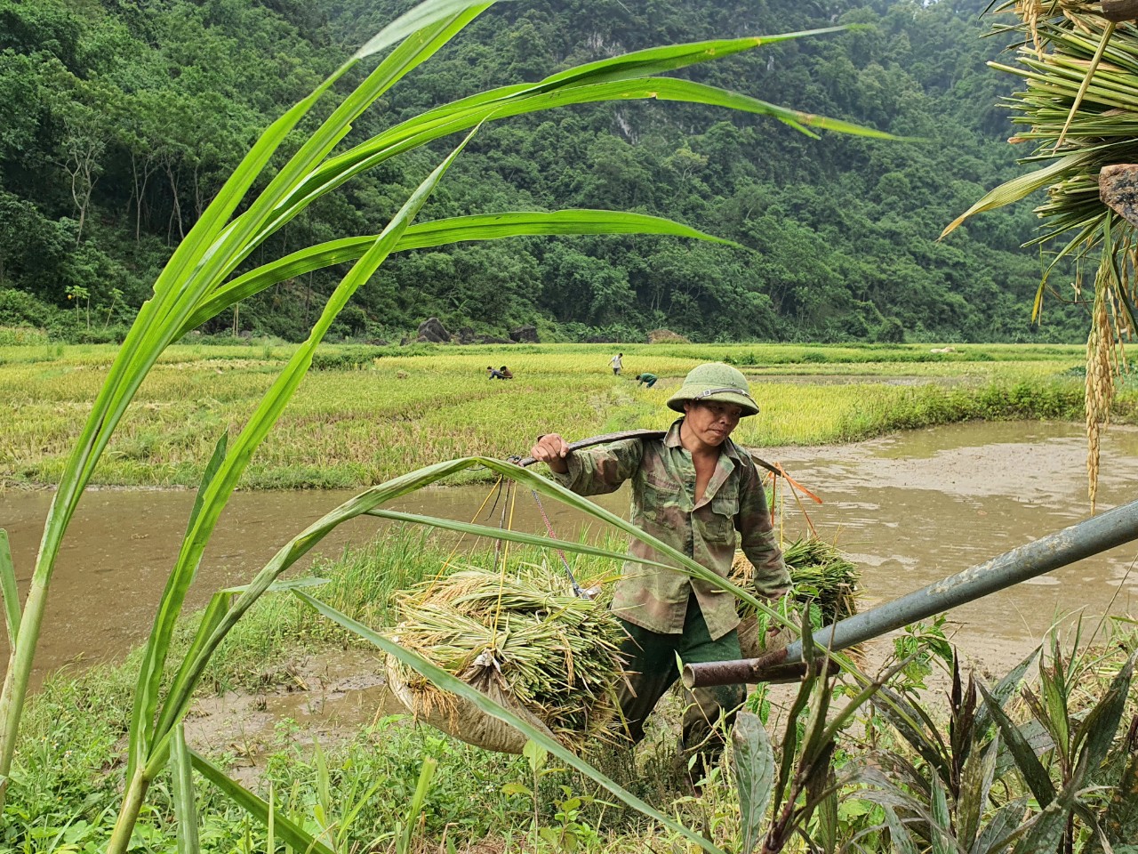 Thanh Hóa: Người dân vùng giãn cách xã hội muốn đi gặt lúa cần lưu ý những gì - Ảnh 1.