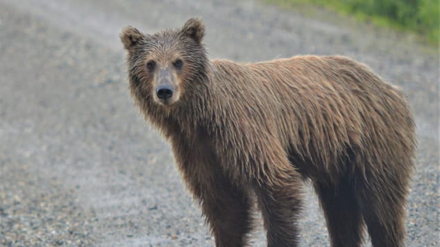 Du lịch Alaska bùng nổ: du khách đổ xô đến nơi tận cùng nước Mỹ - Ảnh 4.