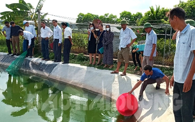 Hải Dương: Nuôi tôm đồng trong ao đất, mô hình lạ mà hay, bắt hàng tấn tôm, bán 200.000-250.000 đồng/kg