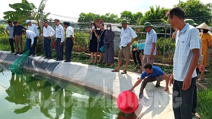 Hải Dương: Nuôi tôm đồng trong ao đất, mô hình lạ mà hay, bắt hàng tấn tôm, bán 200.000-250.000 đồng/kg - Ảnh 1.