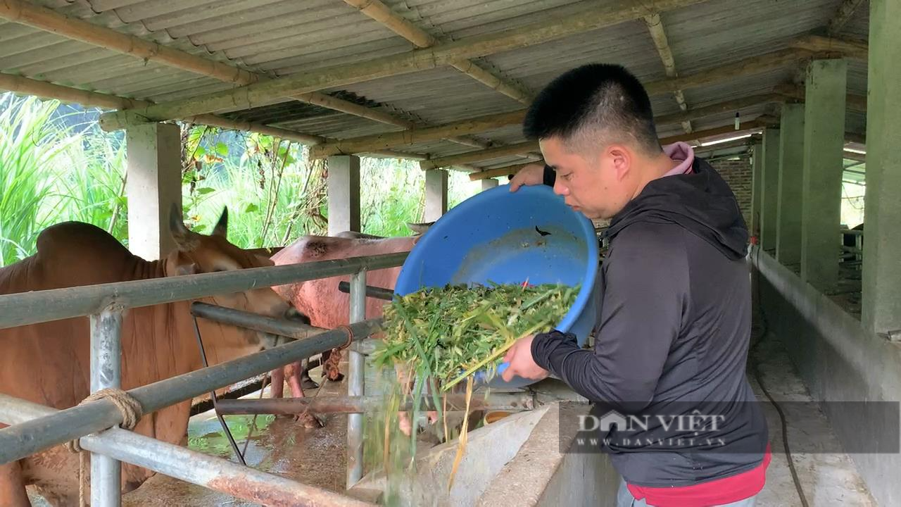 Bắc Kạn: &quot;Chơi lớn&quot;, nông dân Giàng Văn Tiến lời gần tỷ đồng mỗi năm nhờ vỗ béo trâu, bò - Ảnh 3.