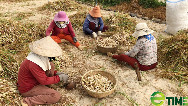 Quảng Ngãi: Giá tỏi Lý Sơn bất giờ tăng cao trở lại nhưng nhiều người dân chưa muốn bán   - Ảnh 7.