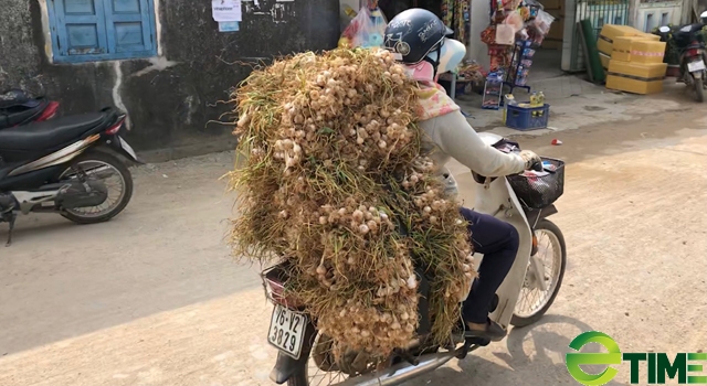 Quảng Ngãi: Giá tỏi Lý Sơn bất giờ tăng cao trở lại nhưng nhiều người dân chưa muốn bán   - Ảnh 8.