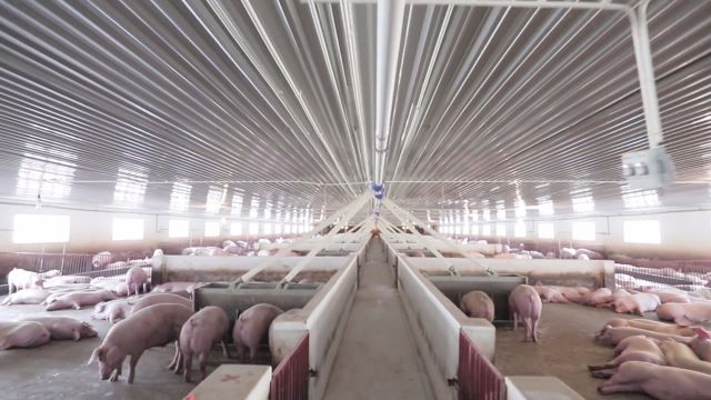 Dabaco thuê hơn 52 ha đất Thanh Hóa để làm khu chăn nuôi lợn giống - Ảnh 1.