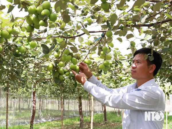 Tỉnh Ninh Thuận đã ngăn chặn thành công loài côn trùng chỉ thích đục trái táo đặc sản - Ảnh 1.