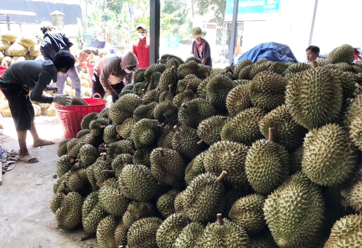 Dịch Covid-19 kéo dài, nông dân Khánh Hòa vẫn bán sạch đặc sản sầu riêng - Ảnh 1.