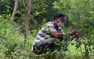 Gia Lai: Vùng đất lạ này, dân trồng thứ cây quý hiếm, ai ngờ bây giờ được ví như đang giữ "kho báu" trong rừng