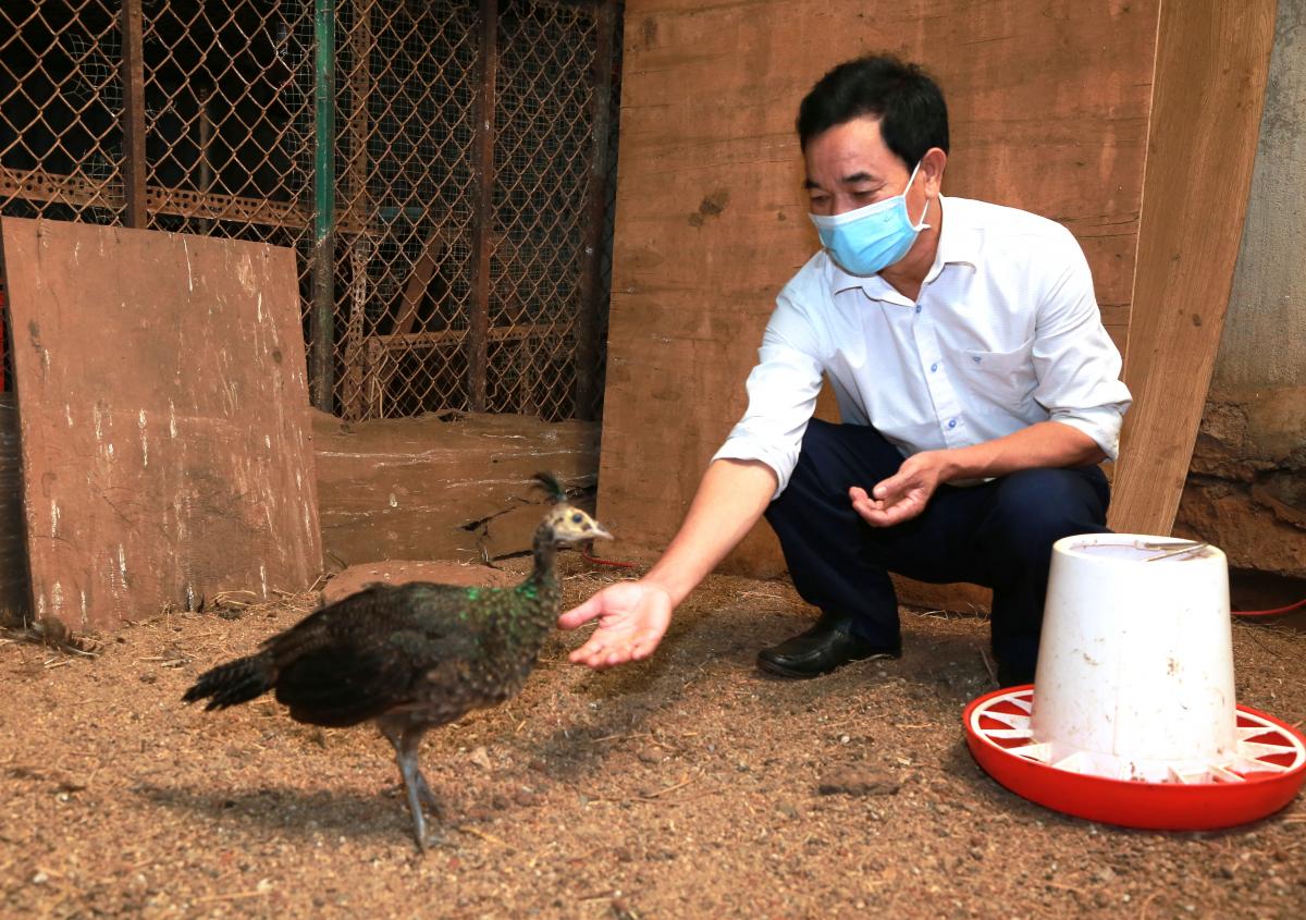 Lạ mà hay: Nuôi chim &quot;quý tộc&quot; như nuôi gà ta, cứ 1 cặp đẹp long lanh bán giá 40-50 triệu - Ảnh 1.