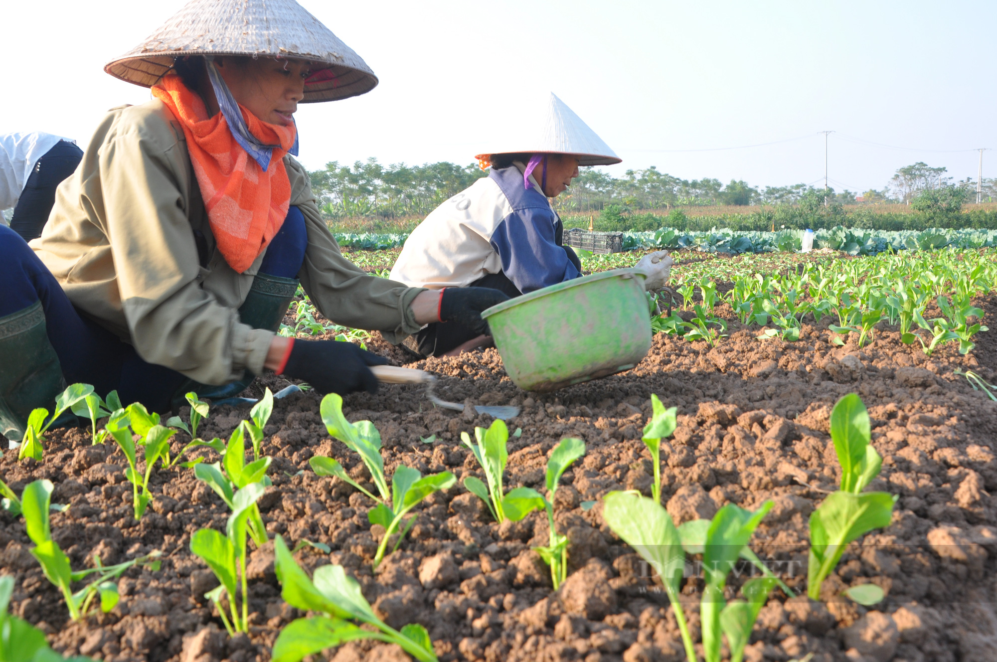 Lưu thông nông sản trong đại dịch Covid-19: Mỗi nơi quy định một kiểu - Ảnh 4.