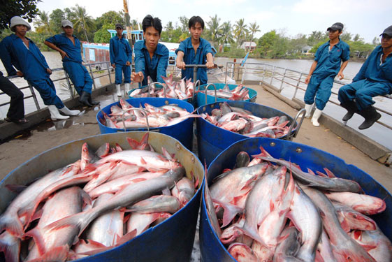 Mexico trở thành thị trường xuất khẩu cá tra lớn nhất của Việt Nam tại Mỹ Latinh - Ảnh 1.