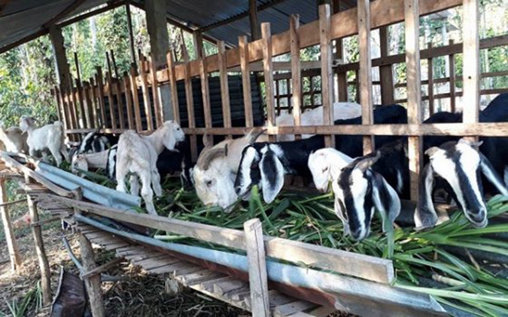 Ở nơi này, nông dân rủ nhau nuôi con tai dài, chỉ tốn cỏ, tốn lá mà nhà nào nuôi nhà đó khá giả - Ảnh 4.