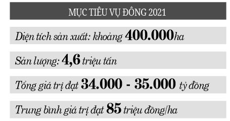 Làm vụ đông sớm để đạt hiệu quả cao - Ảnh 3.