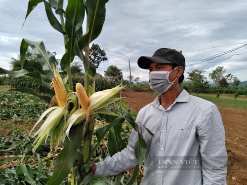 Quảng Ngãi: Trồng ngô sinh khối, nông dân thu nhập tăng gấp 1,5 lần so với trồng lúa - Ảnh 2.