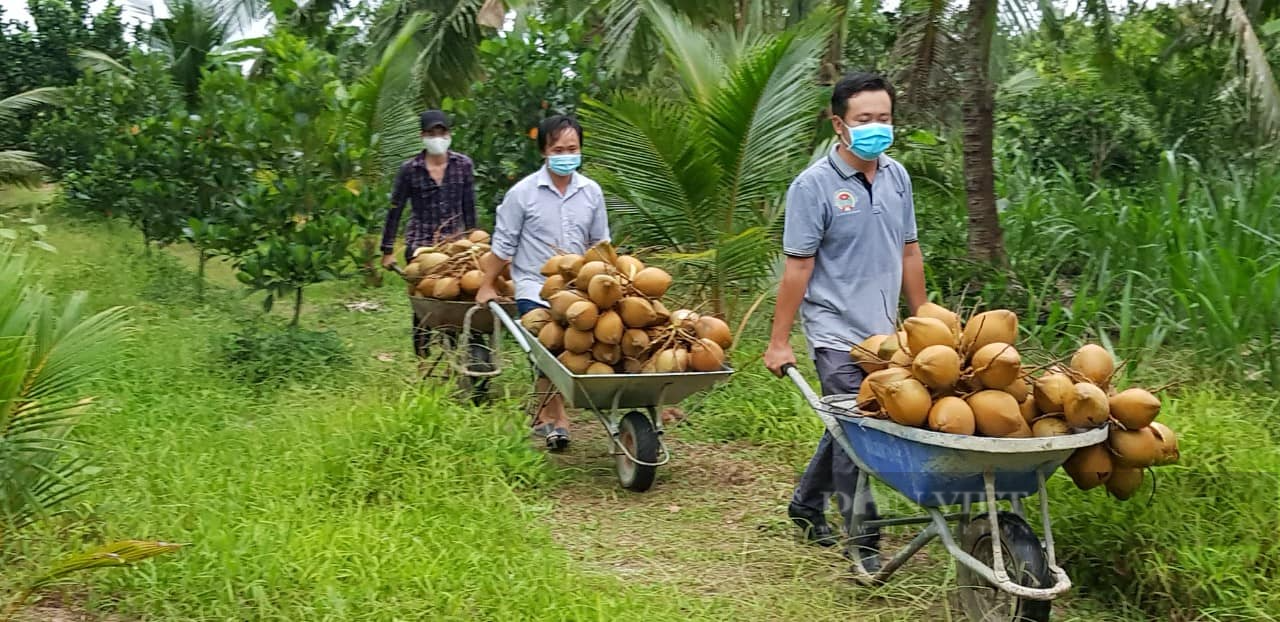 1.385 tấn dưa hấu, bưởi, chôm chôm, tôm càng xanh, dê, gà...của nông dân Bến Tre cần được tiêu thụ ngay - Ảnh 5.