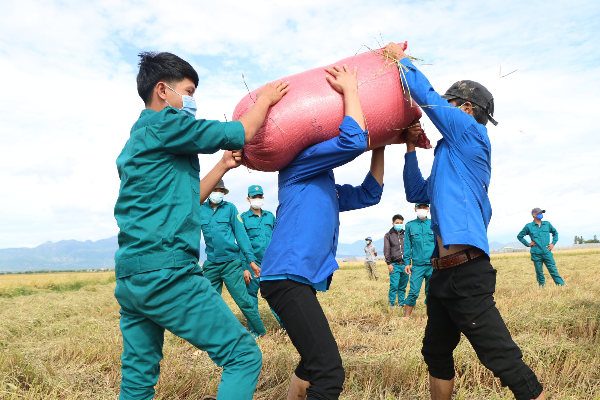 Ninh Thuận: Cảm động chiến sĩ áo xanh ra đồng vác lúa giúp dân - Ảnh 2.