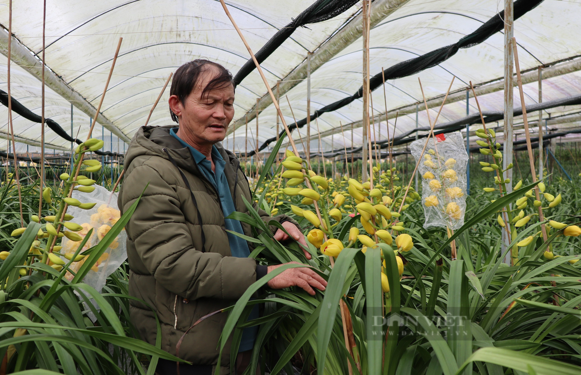 Hoa địa lan Đà Lạt nở sớm, nông dân lo lắng vì lan Trung Quốc bán tràn lan - 4