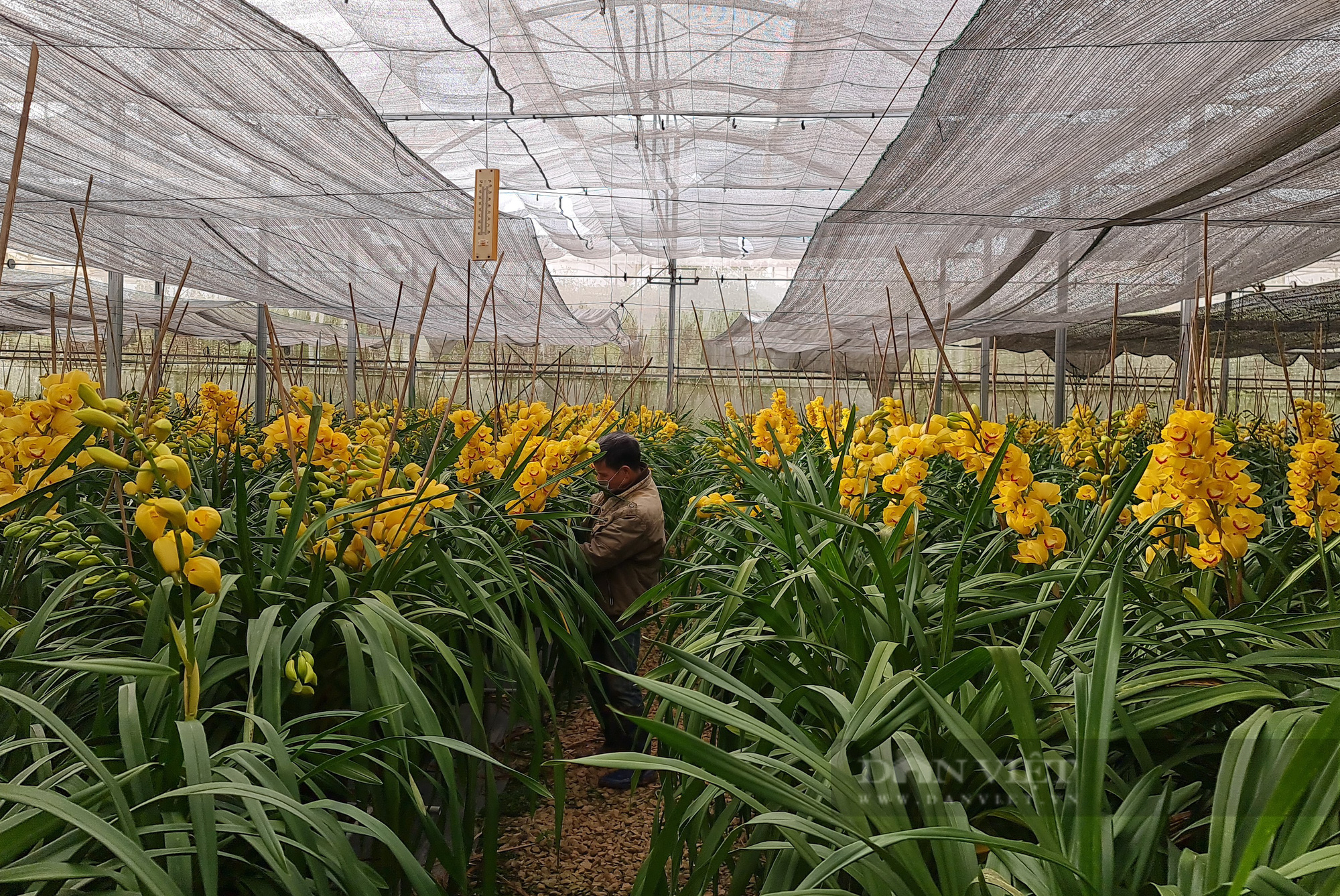 Hoa địa lan Đà Lạt nở sớm, nông dân lo lắng vì lan Trung Quốc bán tràn lan - 2