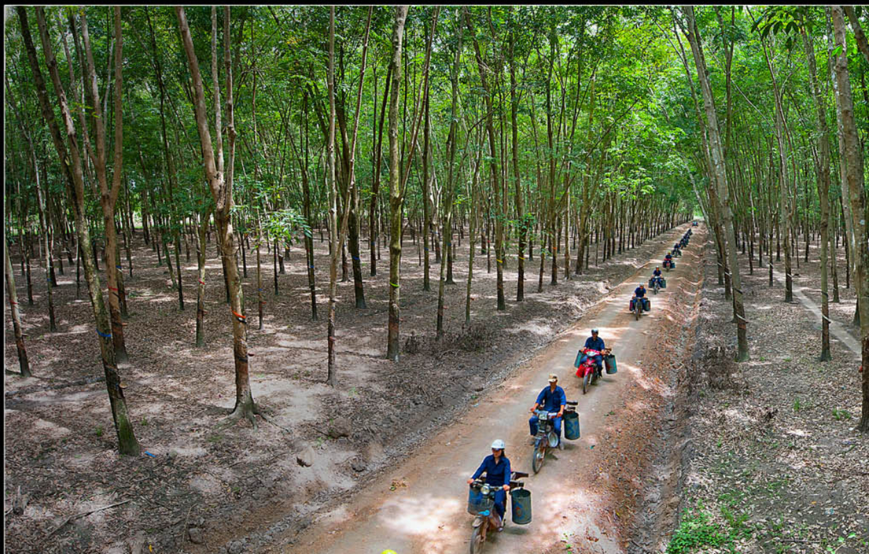 40.000ha cao su đạt được một chứng chỉ quan trọng, xuất khẩu lại đạt kỷ lục nhờ Trung Quốc mua nhiều - Ảnh 1.