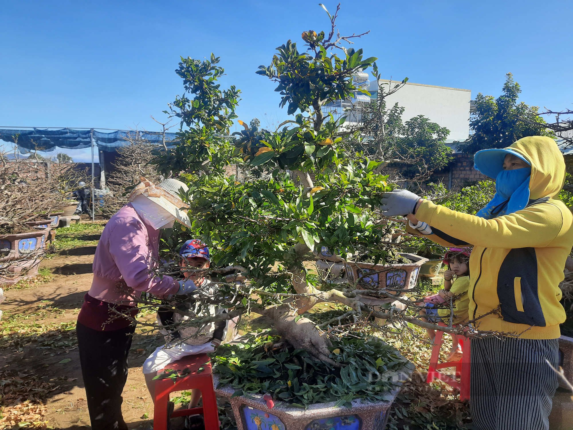 Độc đáo vườn mai ở Kon Tum: Mai quý hàng trăm triệu chỉ cho thuê ngày Tết chứ không bán - Ảnh 6.