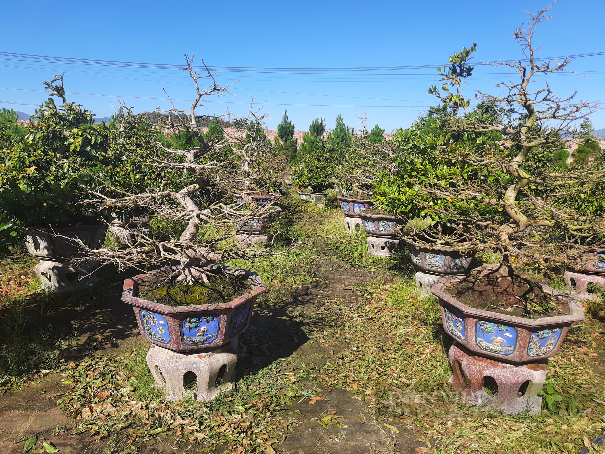 Độc đáo vườn mai ở Kon Tum: Mai quý hàng trăm triệu chỉ cho thuê ngày Tết chứ không bán - Ảnh 2.