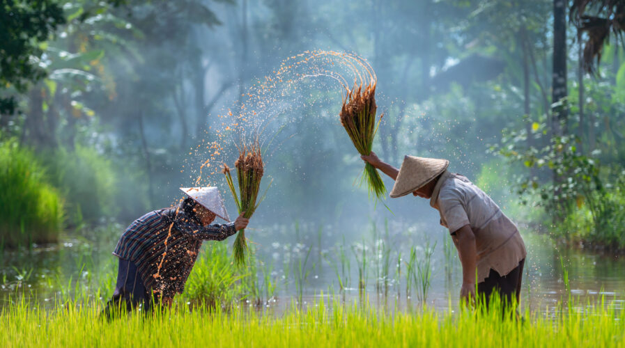 Là cường quốc xuất khẩu gạo tại sao Việt Nam vẫn mua lượng thóc khổng lồ từ Campuchia? - Ảnh 1.