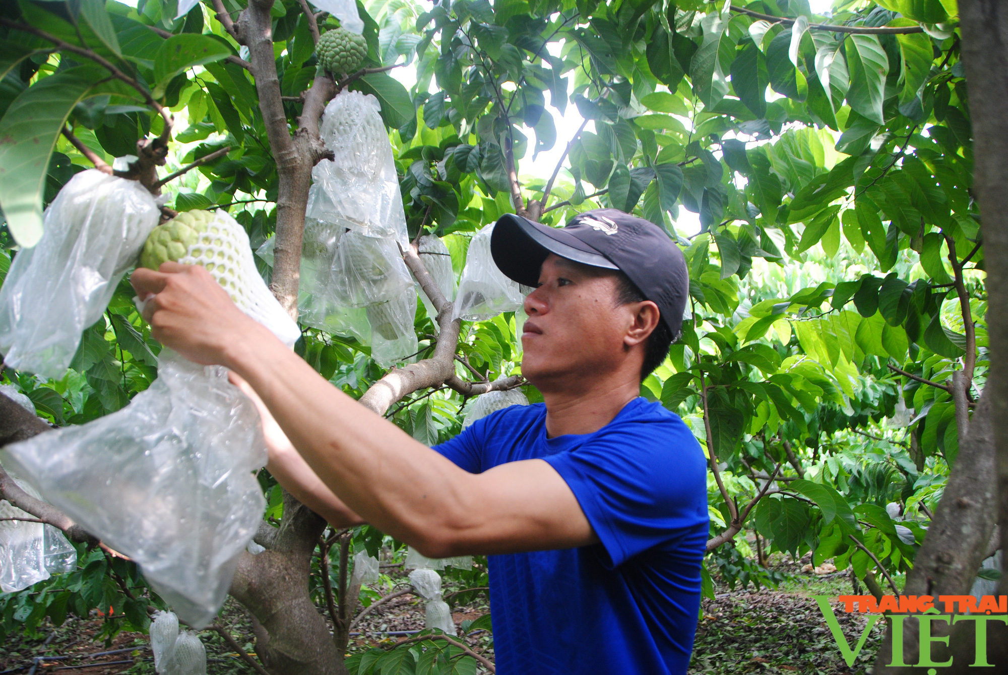 Nông thôn Tây Bắc: Mai Sơn có 3.800 ha cây ăn quả ứng dụng công nghệ cao, sản xuất theo hướng hữu cơ - Ảnh 3.