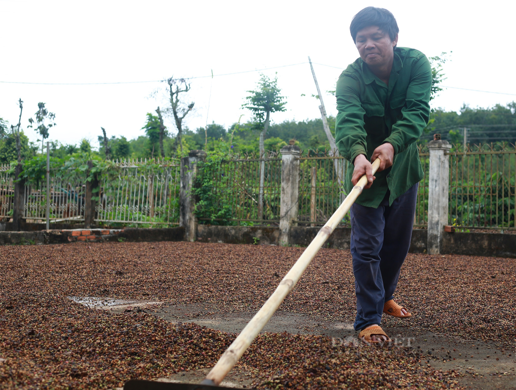 Giá cà phê Robusta Đắk Lắk hôm nay: Tăng nhẹ trở lại, cà phê sau thu hoạch xử lý như thế nào - Ảnh 4.