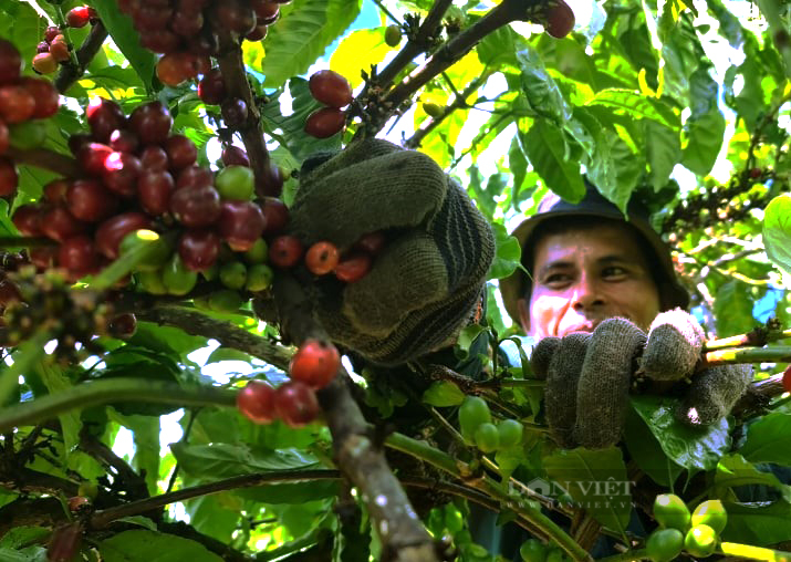 Giá cà phê Robusta Đắk Lắk hôm nay: Tăng nhẹ trở lại, cà phê sau thu hoạch xử lý như thế nào - Ảnh 2.