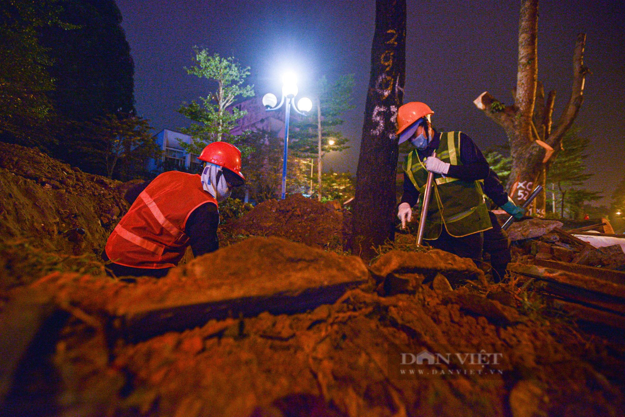 Công nhân xuyên đêm đốn hạ, di dời 400 cây xanh, mở rộng đường Hoàng Quốc Việt ở Hà Nội - Ảnh 4.