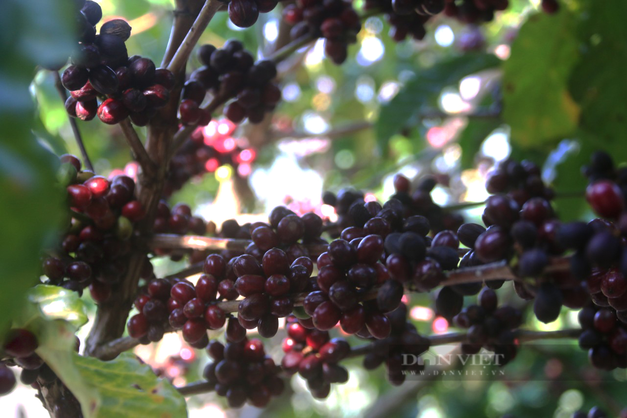 Giá cà phê Robusta Đắk Lắk hôm nay: Tăng nhẹ trở lại, cà phê sau thu hoạch xử lý như thế nào - Ảnh 3.