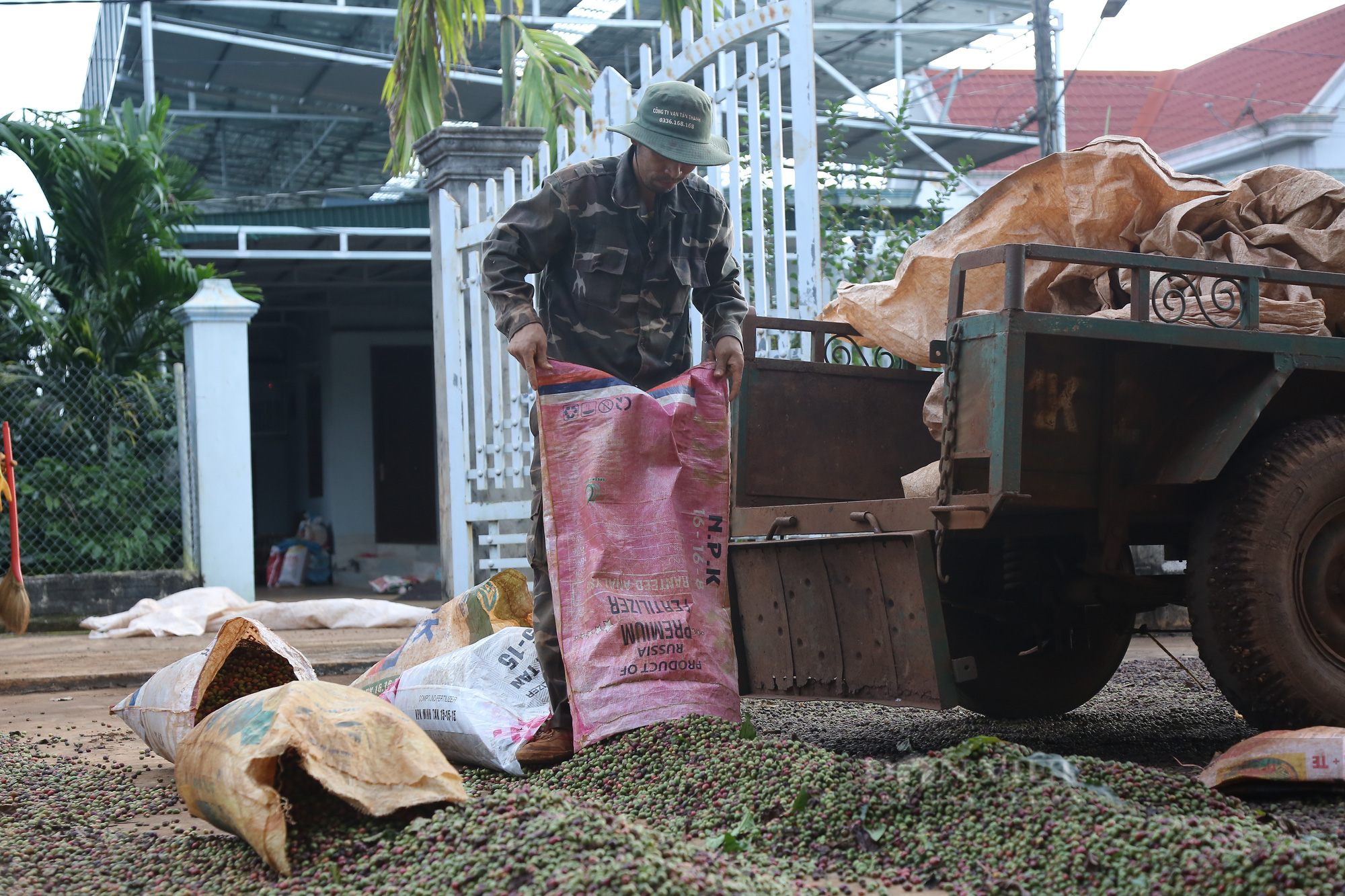 Giá cà phê Robusta Đắk Lắk hôm nay rớt mạnh, có cần làm sạch gốc cà phê trước khi bón phân?  - Ảnh 2.