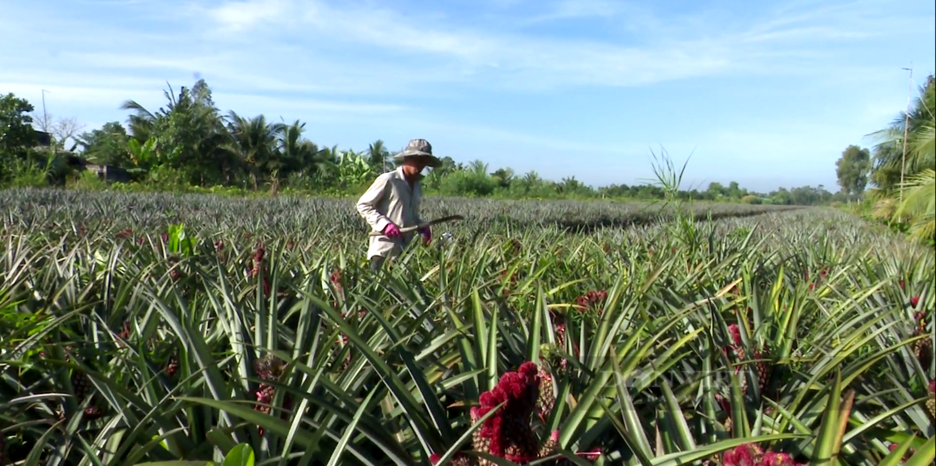 Tiền Giang: Khóm phụng mất mùa, giá đội lên vài triệu đồng/cặp “đồng thanh, đồng thủ” - Ảnh 1.