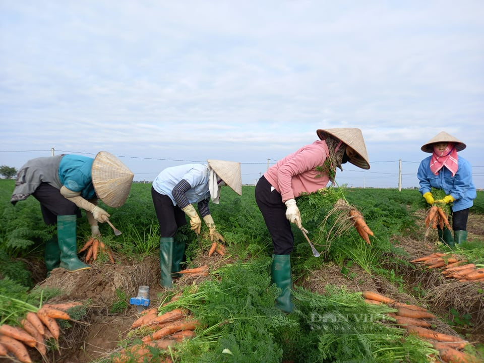 Hải Dương: Cà rốt được mùa, được giá, tỉnh nhanh tay xuất ngay 625 tấn sang Hàn - Ảnh 3.