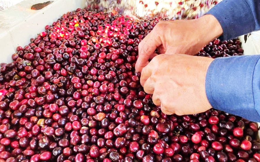 Giá cà phê Robusta Đắk Lắk hôm nay rớt mạnh, có cần làm sạch gốc cà phê trước khi bón phân? 