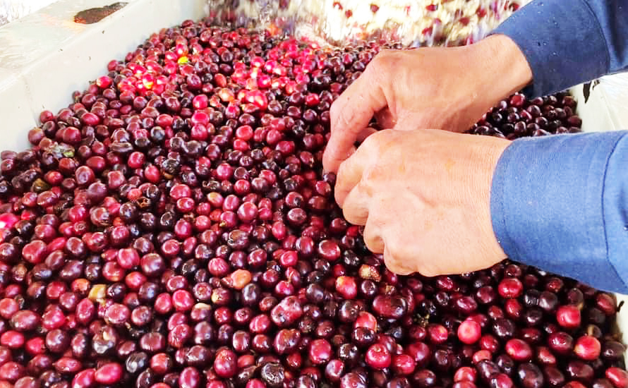 Giá cà phê Robusta Đắk Lắk hôm nay quay đầu tăng; thời tiết bất lợi, nông dân nên làm gì? - Ảnh 1.