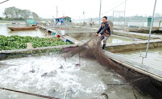 Nuôi cá đặc sản dày đặc trong lồng, cuối năm kéo bắt bán hàng tấn, ông nông dân Thái Bình lãi hàng tỷ - Ảnh 1.