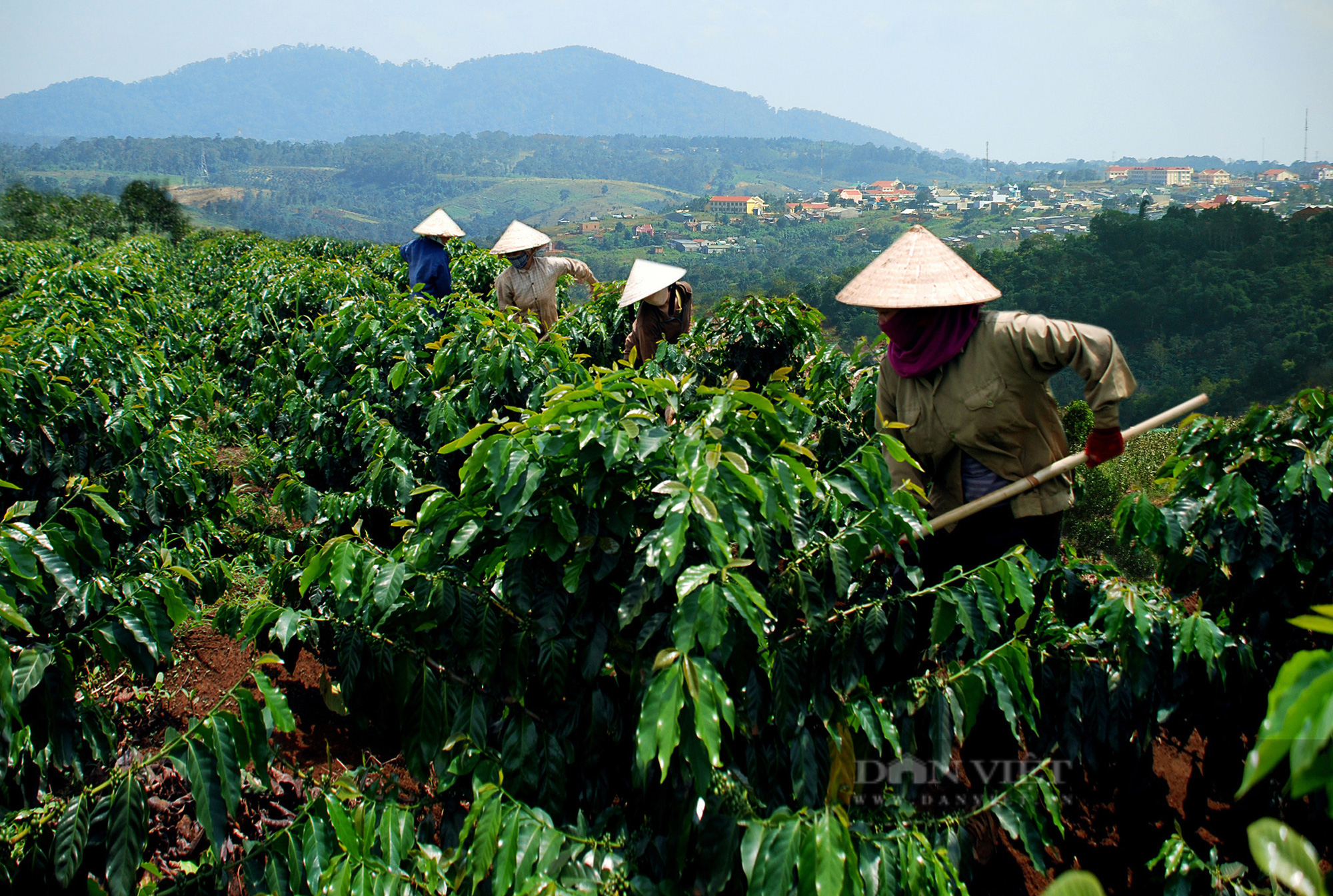 Giá cà phê Robusta Đắk Lắk hôm nay rớt mạnh, có cần làm sạch gốc cà phê trước khi bón phân?  - Ảnh 3.