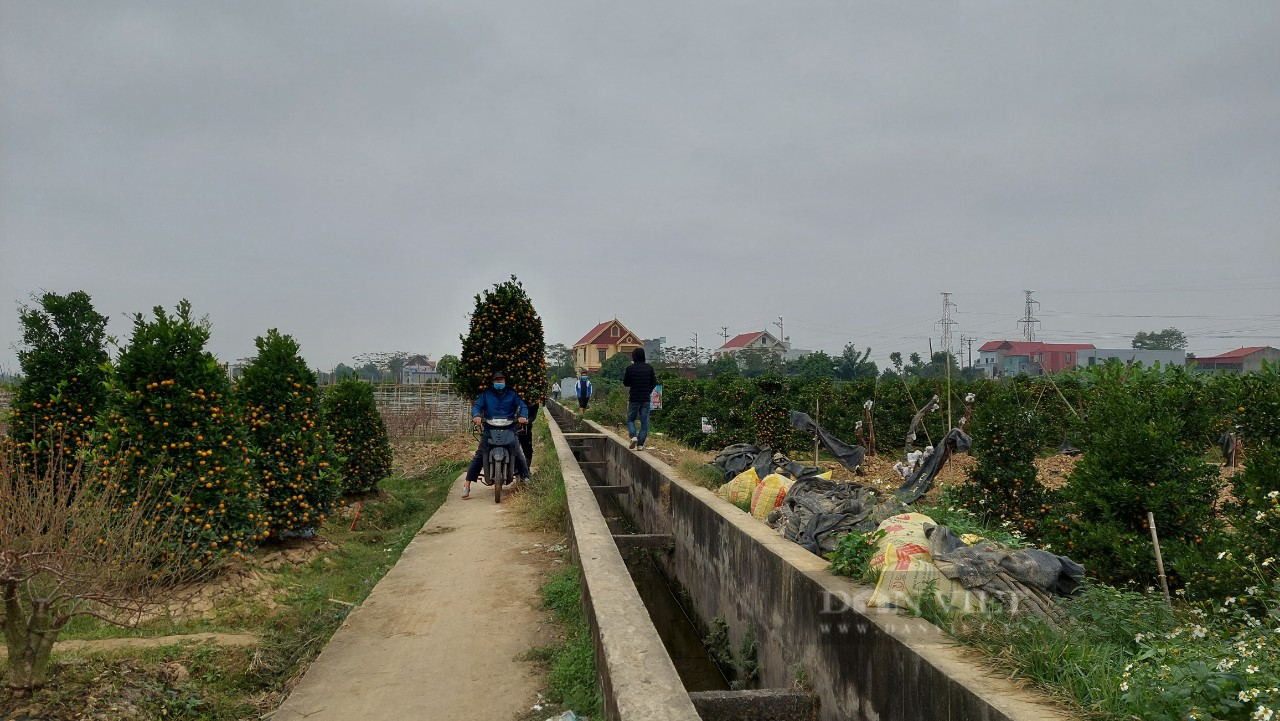 An Dương, Hải Phòng: Nhà vườn trồng hoa tết thấp thỏm chờ khách đến mua - Ảnh 5.