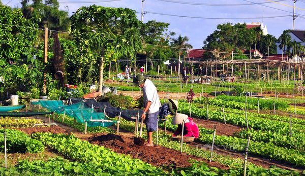 Quảng Nam: Vượt “bão” Covid-19, nông dân Trà Quế tất bật vào vụ rau Tết - Ảnh 1.